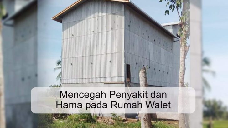 Mencegah Penyakit dan Hama pada Rumah Walet