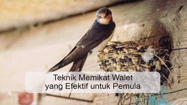 Teknik Memikat Walet