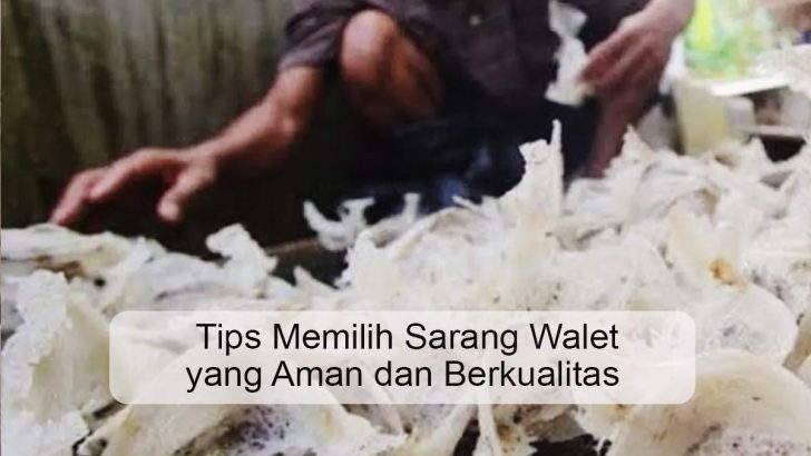 Tips Memilih Sarang Walet yang Aman