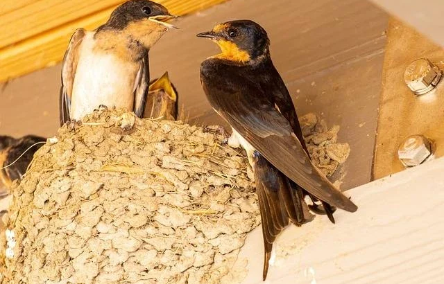 manfaat sarang burung sriti