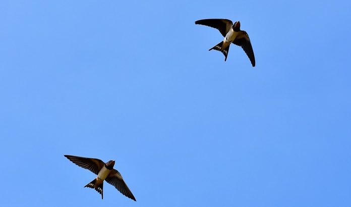burung sriti hitam