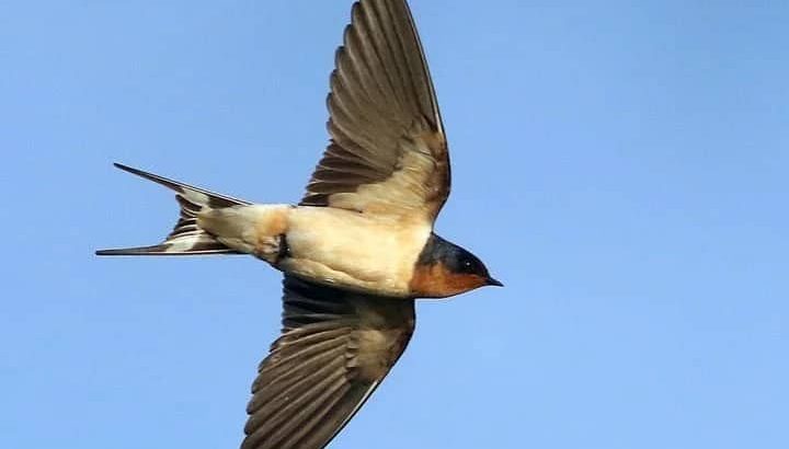 burung sriti masuk rumah