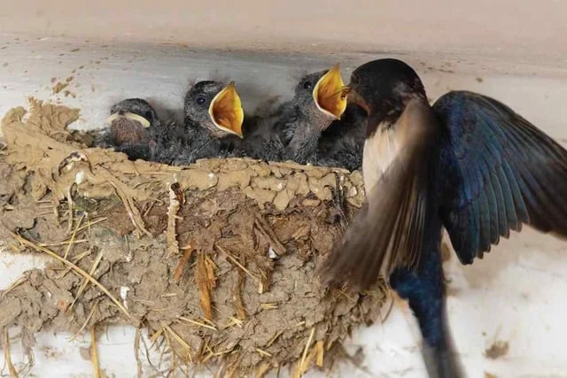 telur burung walet
