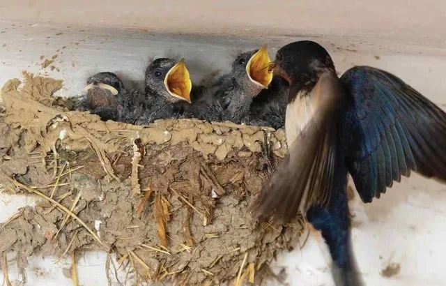 sarang burung sriti dari tanah