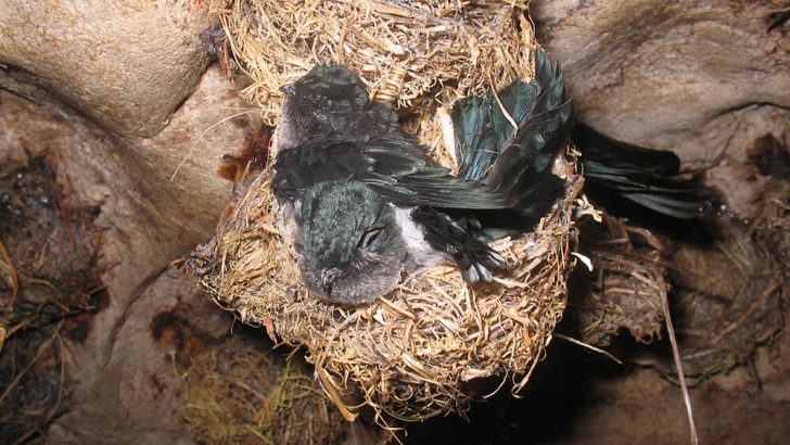 doa ternak burung