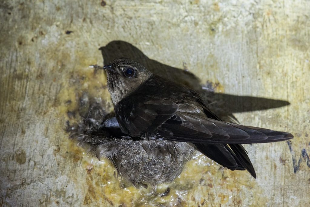 Burung walet hitam
