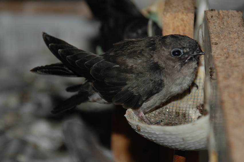 doa ternak burung