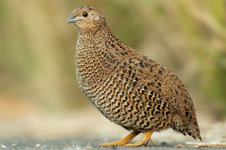 ciri ciri burung puyuh