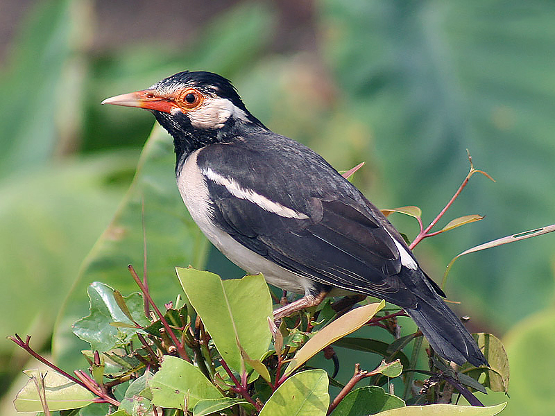 makanan burung jalak suren