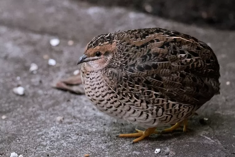 ciri ciri burung puyuh