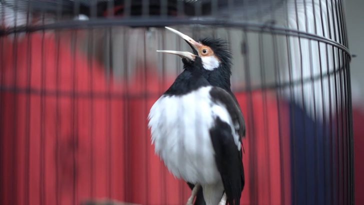 makanan burung jalak suren