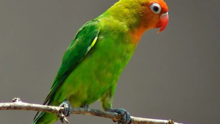 sarang burung lovebird