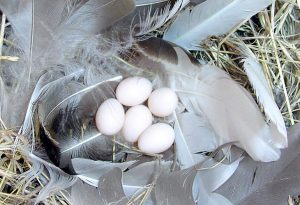 khasiat telur walet