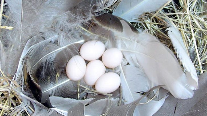 khasiat telur walet