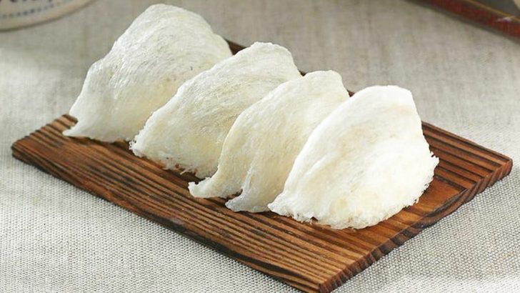 manfaat burung walet bagi manusia