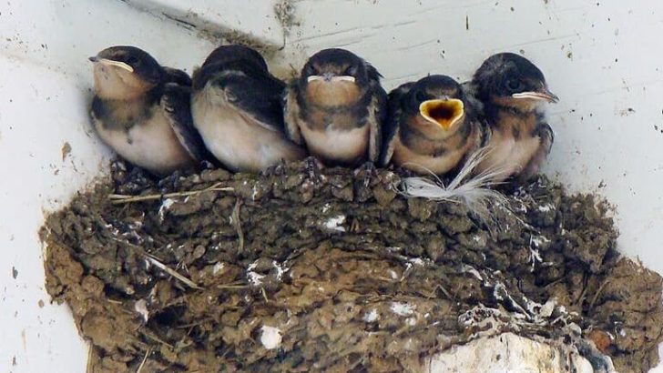 habitat asli burung walet