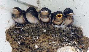 kotoran burung walet