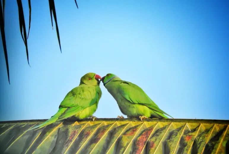 musim kawin burung
