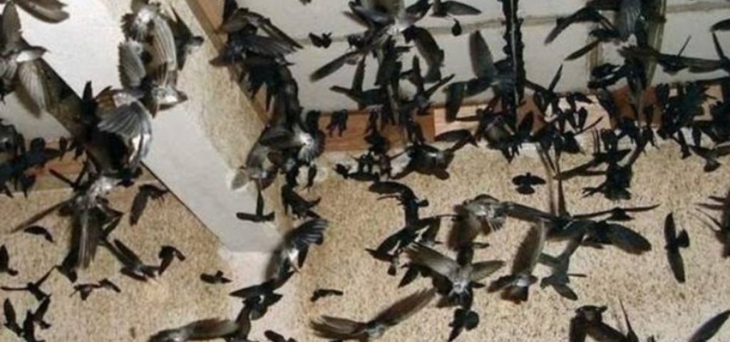 cara memperbanyak koloni burung walet