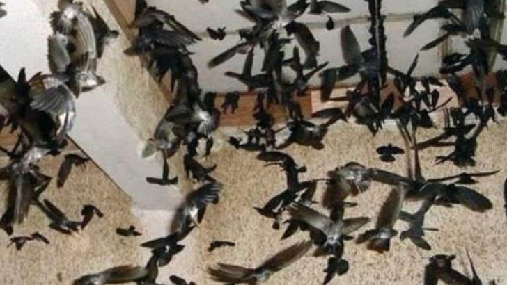 cara memperbanyak koloni burung walet