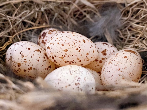 habitat asli burung walet