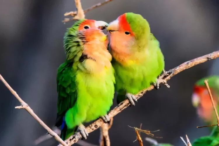 musim kawin burung