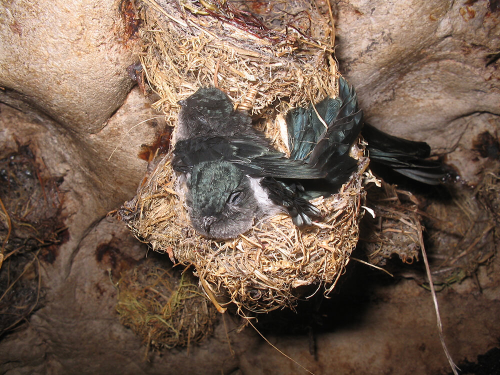 habitat asli burung walet