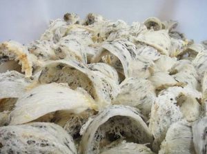 bisnis jual beli sarang walet