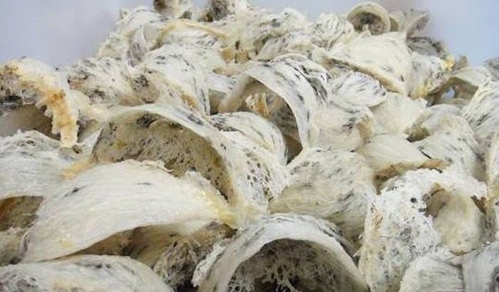 bisnis jual beli sarang walet