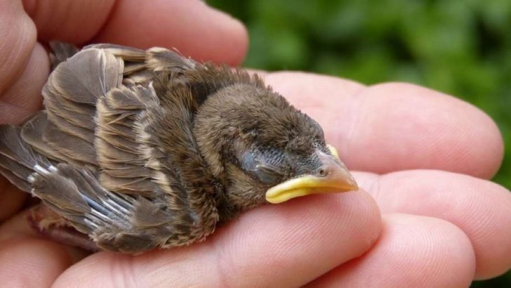 mimpi menangkap burung apakah pertanda hamil