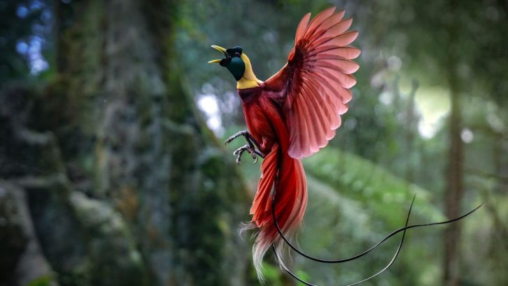 makanan burung cendrawasih