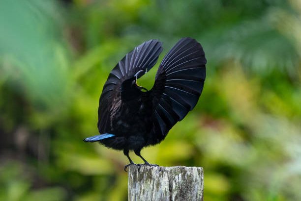 ciri ciri khusus burung cendrawasih dan habitat aslinya