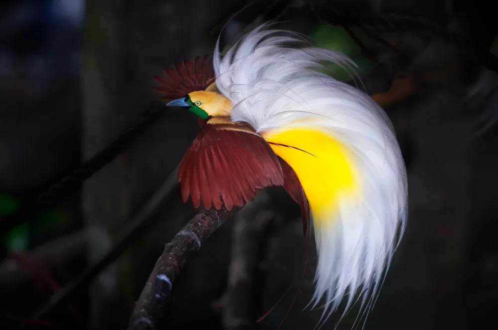 cendrawasih makassar