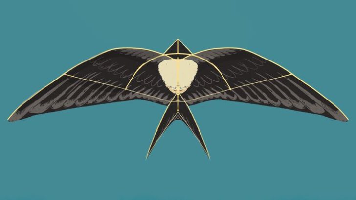 layangan burung walet