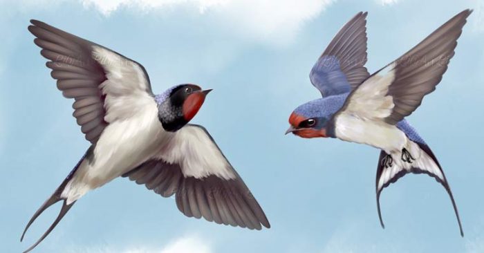 layangan burung walet