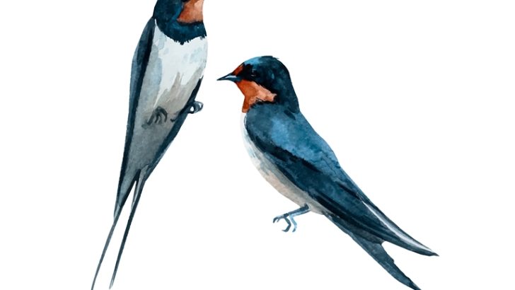 nama ilmiah burung walet