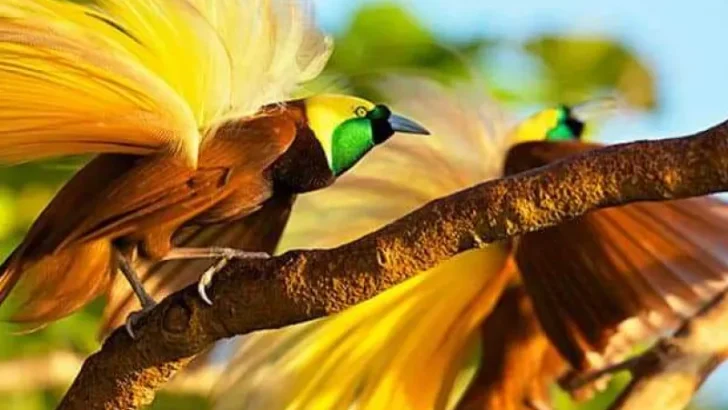 perilaku burung cendrawasih