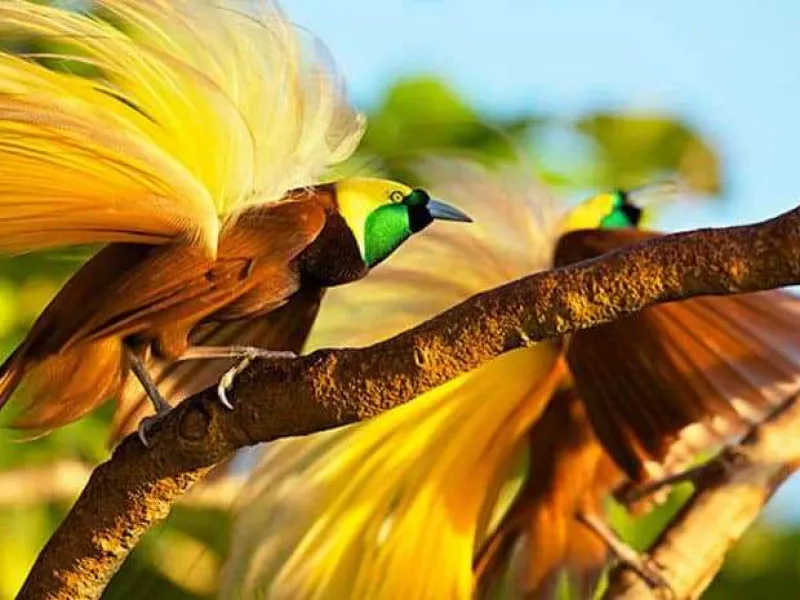 filosofi burung cendrawasih