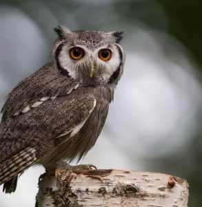 Apakah Burung Hantu Boleh Dipelihara