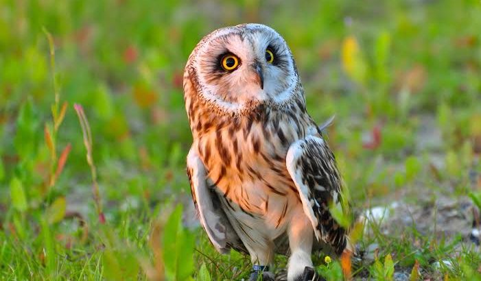 suara burung hantu pertanda apa