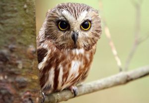 memelihara burung hantu menurut islam