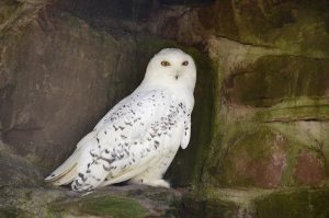 fakta tentang burung hantu