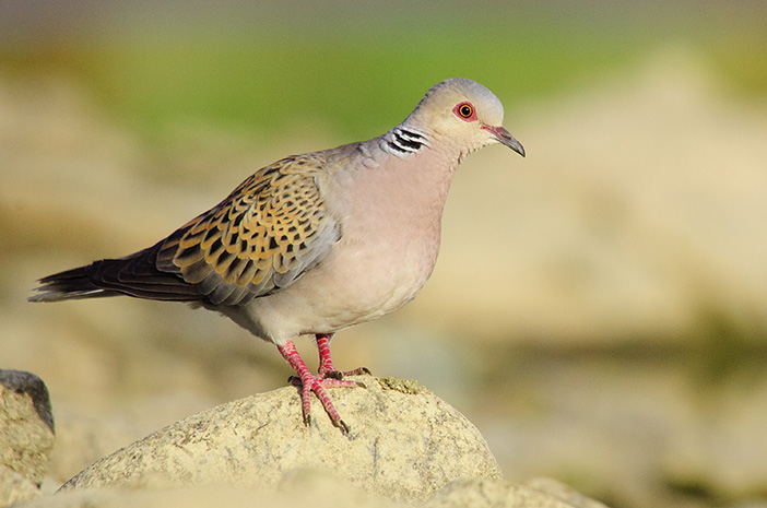 manfaat memelihara burung perkutut