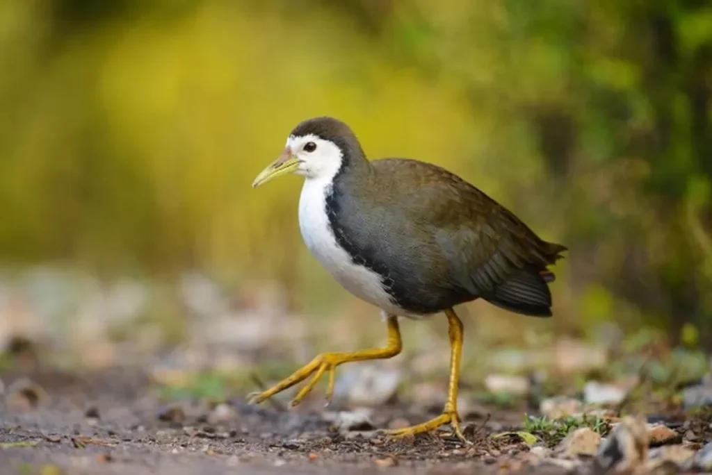 cara membuat jebakan burung dari tali