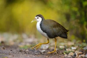 cara membuat jebakan burung dari tali