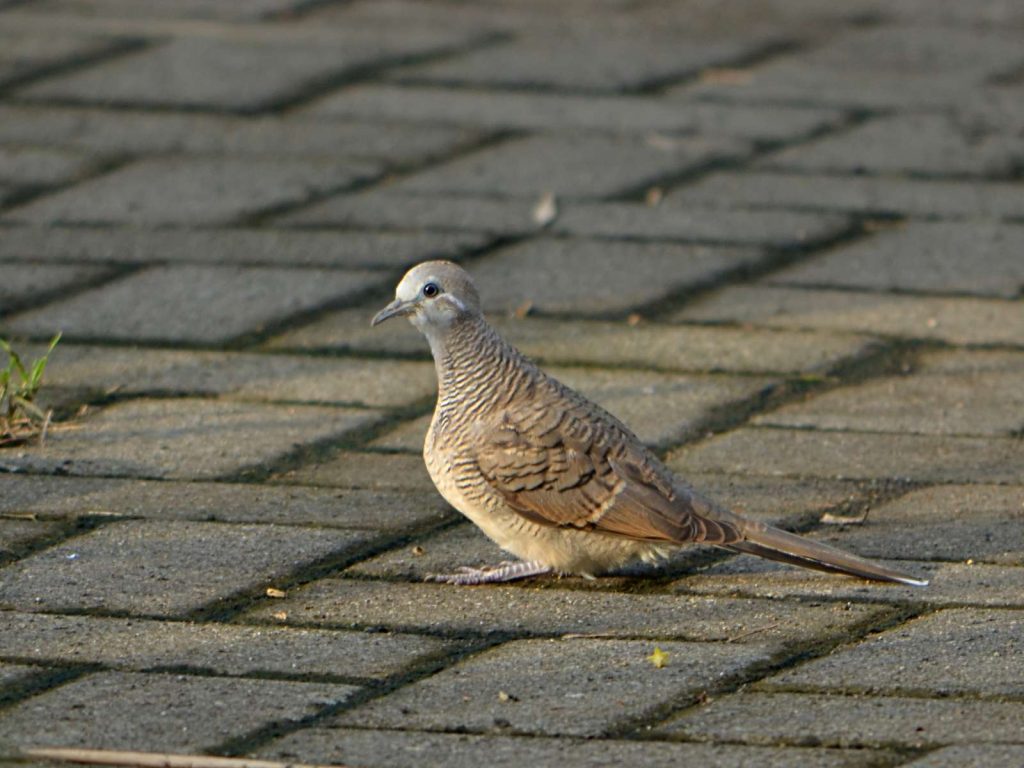 manfaat memelihara burung perkutut