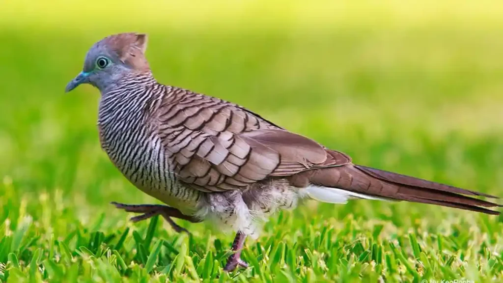 manfaat memelihara burung perkutut