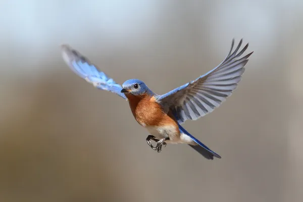 arti mimpi memelihara burung