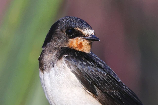 burung walet masuk rumah