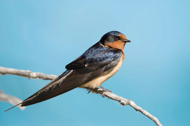 musik burung walet